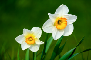 tooth loss dental implants santa rosa ca